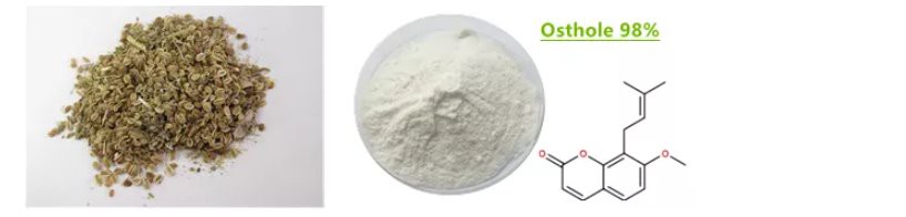 Cnidium seed extract 98% supplier