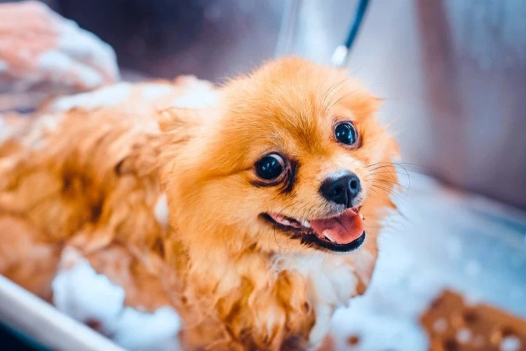 Menthol dog shampoo