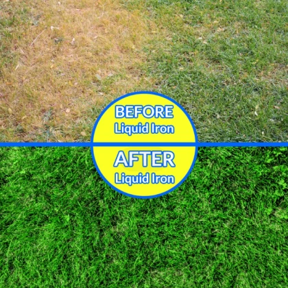 How much ferrous sulfate do I put in my lawn
