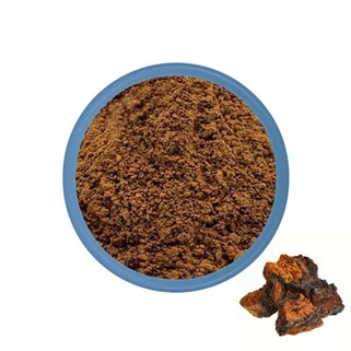 مسحوق الفطر شاجا السائبة