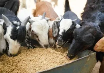 Policosanol (Triacontanol) supplier Policosanol (Triacontanol) supplier